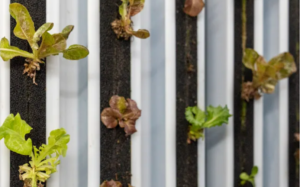 Vertical farming